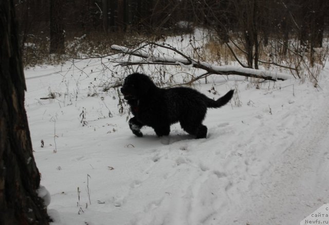 Фотография № 110620