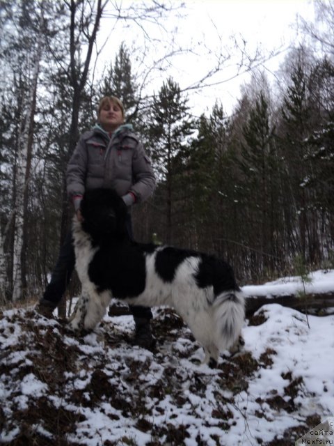 Фото: ньюфаундленд Плюшевая Панда Ферреро Ронд Нуар (Plushevaya Panda Ferrero Rond Noir)