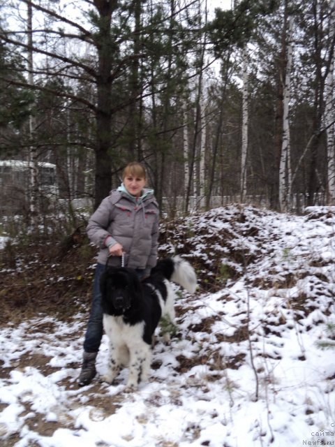 Фото: ньюфаундленд Плюшевая Панда Ферреро Ронд Нуар (Plushevaya Panda Ferrero Rond Noir)