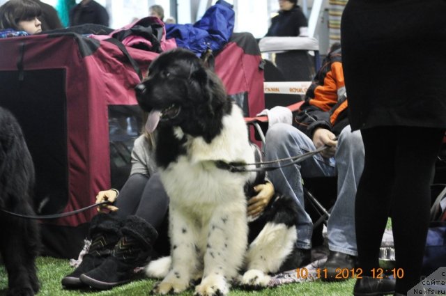 Фотография № 110632