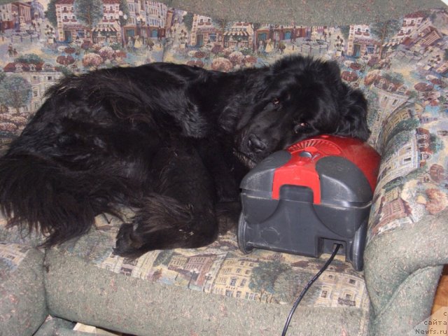 Фото: ньюфаундленд Лесная Сказка Лунная Соната