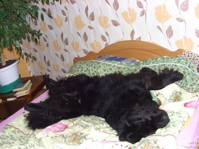 Фото: ньюфаундленд Лесная Сказка Лунная Соната