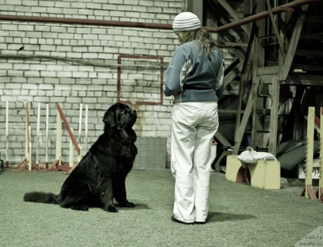 Фото: ньюфаундленд Дар Свезы Юнесса Корона Аустралис (Dar Svezy Unessa Korona Australis), Инга Гончаренко