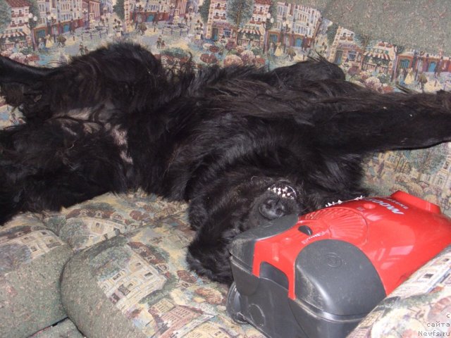 Фото: ньюфаундленд Лесная Сказка Лунная Соната