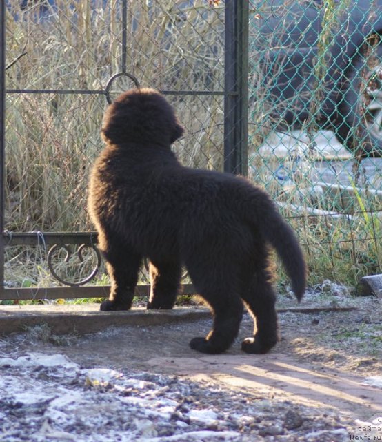 Фото: ньюфаундленд Бегущая по Волнам Шаолинь (Beguschaya po Volnam Shaolin)