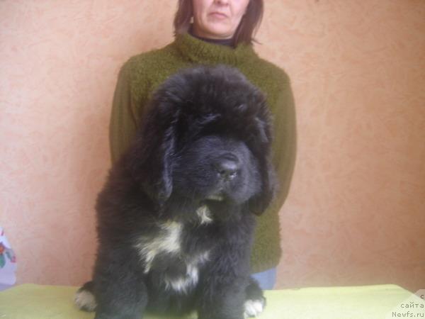 Фото: ньюфаундленд Питерньюф Жизнь Хороша (Piternyuf Zhizn' Horosha)