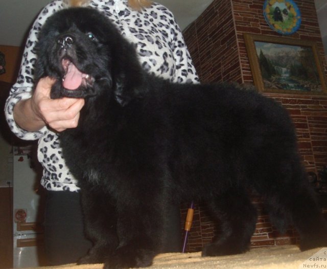 Фото: ньюфаундленд Ньюфорт Царица Ночи