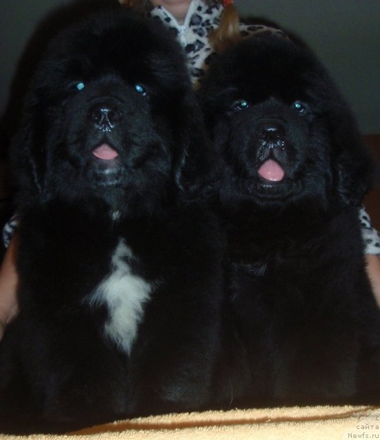 Фото: ньюфаундленд Ньюфорт Цена Успеха, ньюфаундленд Ньюфорт Царица Ночи