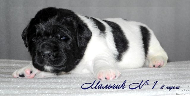 Фото: ньюфаундленд Санта Де Ла Морис