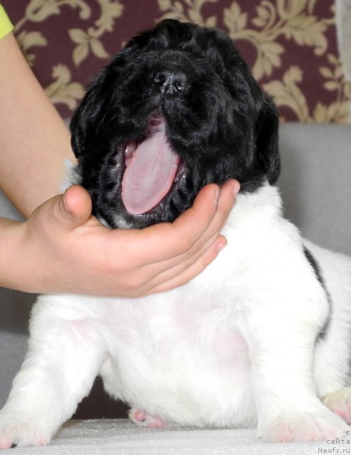 Фото: ньюфаундленд Санта Де Ла Морис