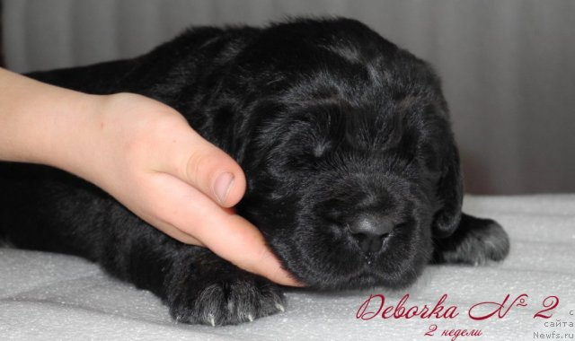 Фото: ньюфаундленд Симба Де Лорес