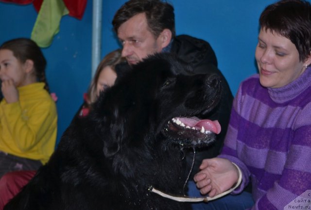 Фото: ньюфаундленд Бонопарт Наполеон