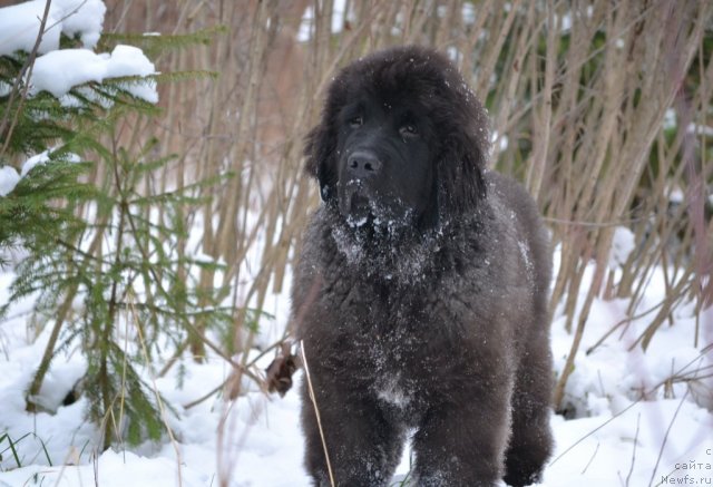 Фотография № 110696