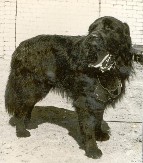 Фото: ньюфаундленд Одиссей