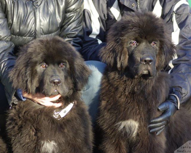 Фото: ньюфаундленд Бегущая по Волнам Шаду Ладу, ньюфаундленд Бегущая по Волнам Шаман (Beguschaya po Volnam Shaman)