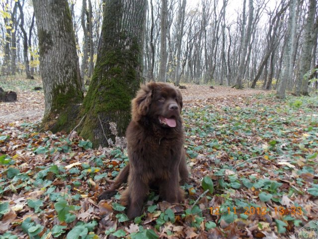 Фотография № 110721