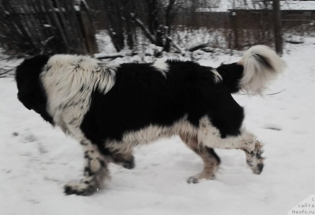 Фото: ньюфаундленд Супер Бизон Екатеринбург (Super Bizon Ekaterinburg)