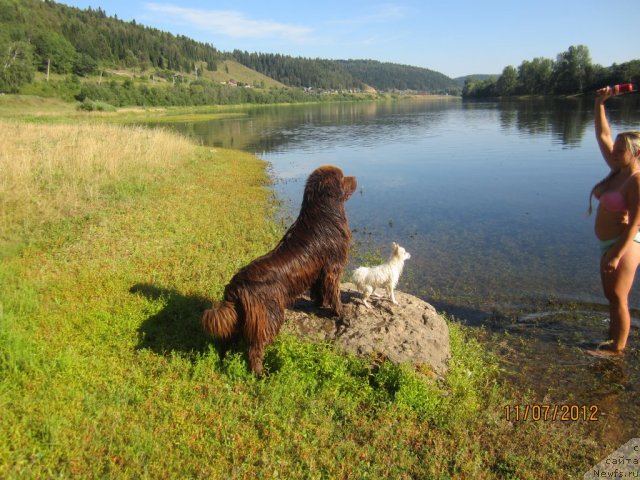 Фото: ньюфаундленд Повелитель Великих Озер, [p1728]Клепа