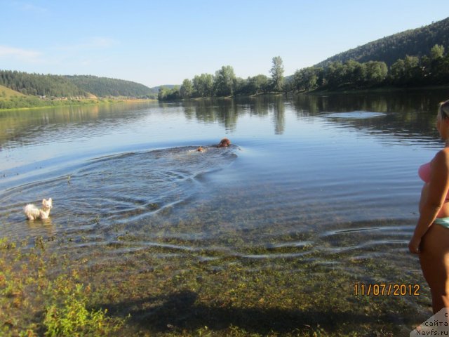 Фото: ньюфаундленд Повелитель Великих Озер, [p1728]Клепа