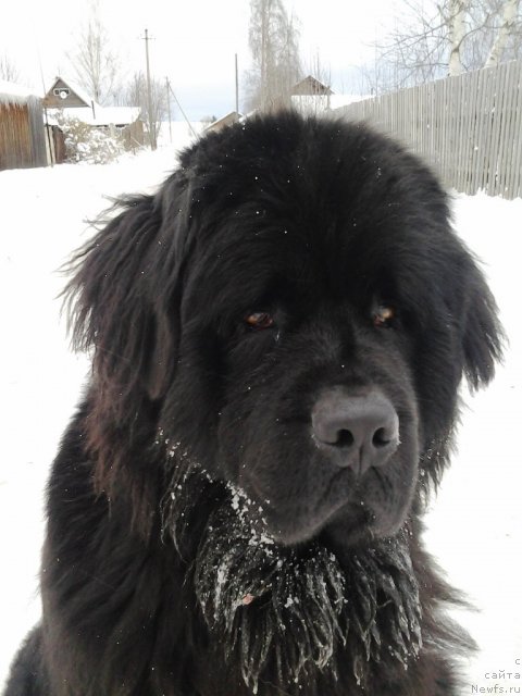 Фото: ньюфаундленд Их Высочество Владлена Маджикс