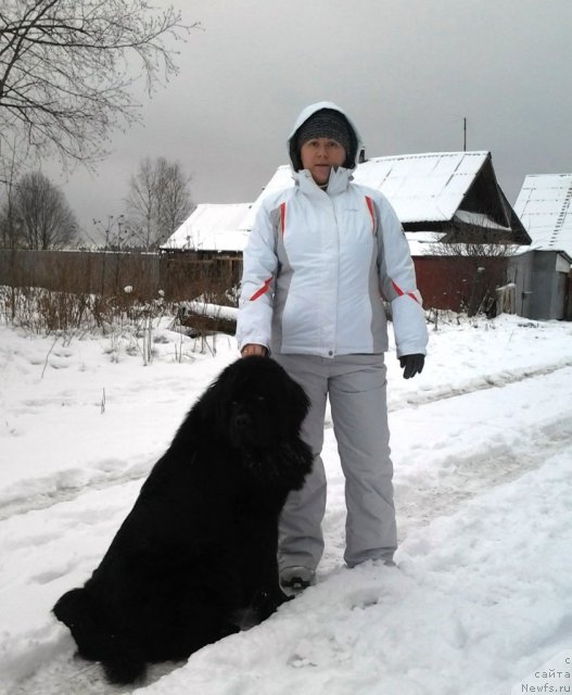 Фото: ньюфаундленд Их Высочество Владлена Маджикс, Ирина Нистратова