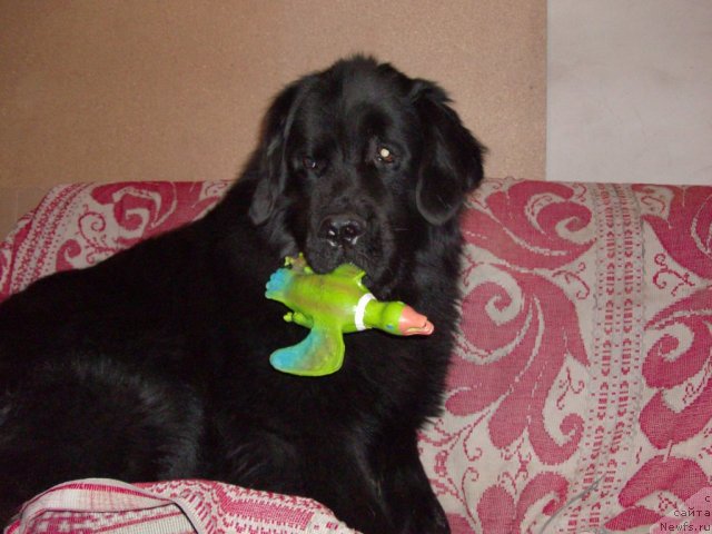 Фото: ньюфаундленд Кайден Плейфул (Kaiden Playful)