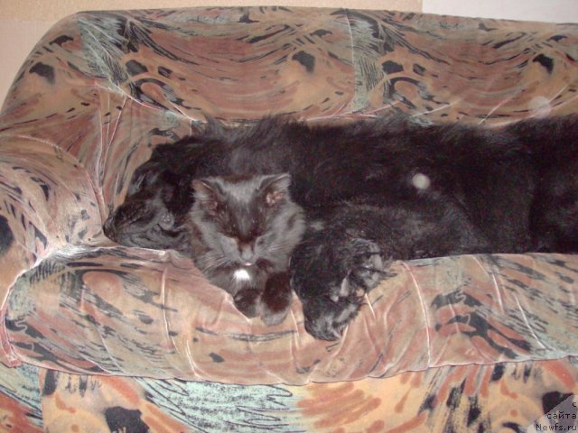 Фото: ньюфаундленд Кайден Плейфул (Kaiden Playful)