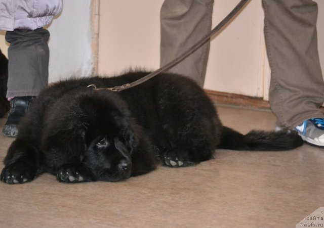 Фото: ньюфаундленд Северус Тобиас Снегг