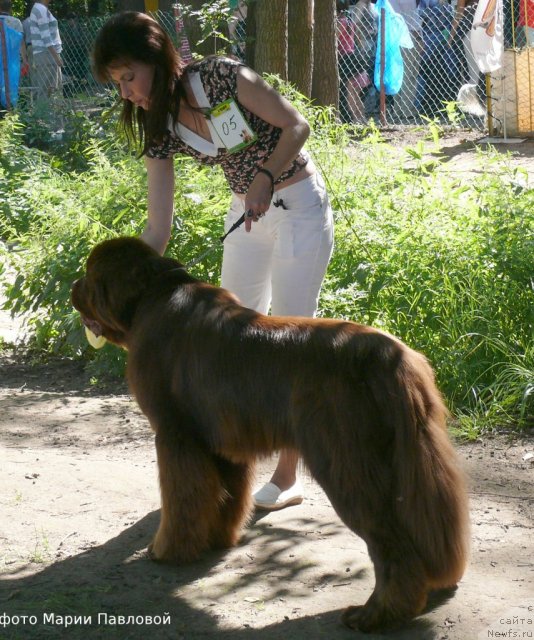 Фото: ньюфаундленд Акватория Келвин Ройал Тедди Беар (Aquatoriya Kelvin Royal Teddy Bear), Юлиана Никифорова