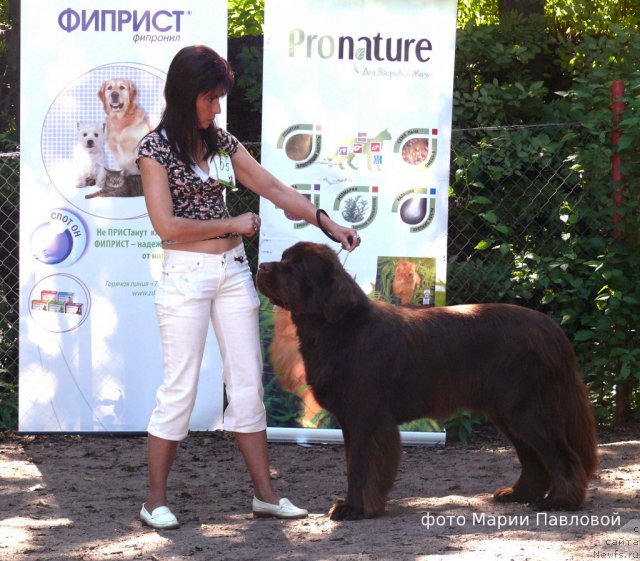 Фото: ньюфаундленд Акватория Келвин Ройал Тедди Беар (Aquatoriya Kelvin Royal Teddy Bear), Юлиана Никифорова