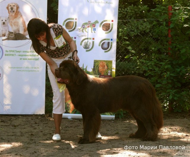 Фото: ньюфаундленд Акватория Келвин Ройал Тедди Беар (Aquatoriya Kelvin Royal Teddy Bear), Юлиана Никифорова