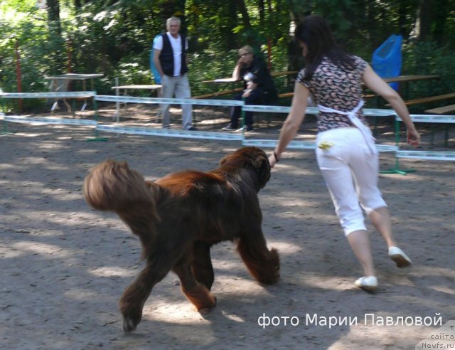 Фото: ньюфаундленд Акватория Келвин Ройал Тедди Беар (Aquatoriya Kelvin Royal Teddy Bear), Юлиана Никифорова