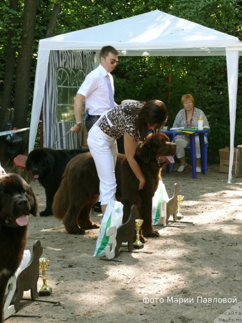 Фото: ньюфаундленд Акватория Келвин Ройал Тедди Беар (Aquatoriya Kelvin Royal Teddy Bear)