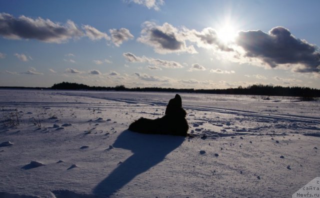 Фото: ньюфаундленд Дар Свезы Юнесса Корона Аустралис (Dar Svezy Unessa Korona Australis)