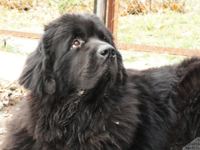 Фото: ньюфаундленд Бегущая по Волнам Деал Ме Ин (Beguschaya po Volnam Deal Me In)