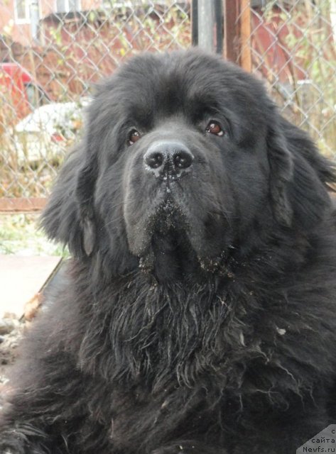 Фото: ньюфаундленд Бегущая по Волнам Деал Ме Ин (Beguschaya po Volnam Deal Me In)