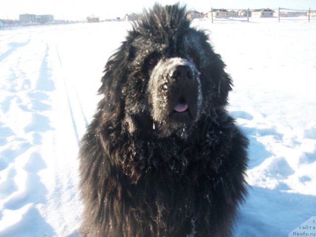 Фото: ньюфаундленд Ярада из Сибирской Глубинки (Yarada iz Sibirskoy Glubinki)