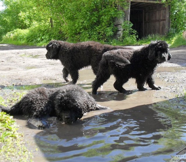 Фото: Дети, ньюфаундленд Бегущая по Волнам Высшая Лига, помет 