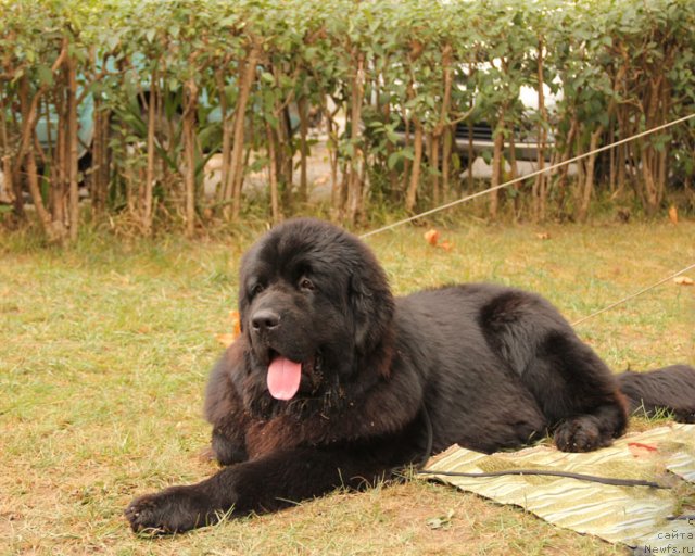 Фотография № 110770