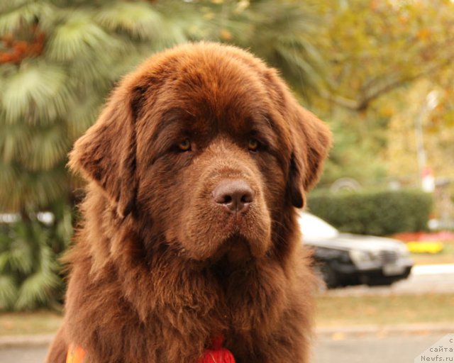 Фото: ньюфаундленд Очаровашка с Берега Дона (Ocharovashka s Berega Dona)