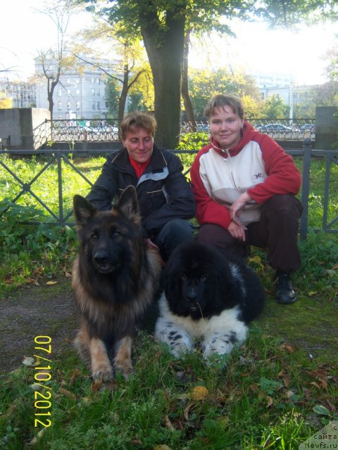 Фото: ньюфаундленд Питерньюф Чинако Бланко, Елена Орлова, Наталья Иванова