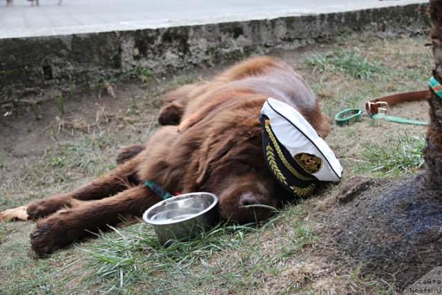 Фото: ньюфаундленд Очаровашка с Берега Дона (Ocharovashka s Berega Dona)