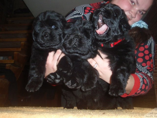 Фото: ньюфаундленд Ньюфорт Черника Леди