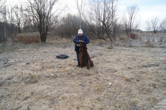 Фото: Галина Артюшина, ньюфаундленд Очаровашка с Берега Дона (Ocharovashka s Berega Dona)