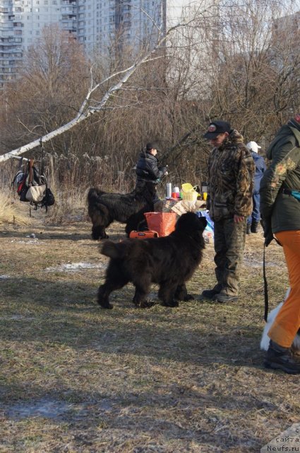 Фото: Галина Артюшина, ньюфаундленд Масяня Гранд Бэби