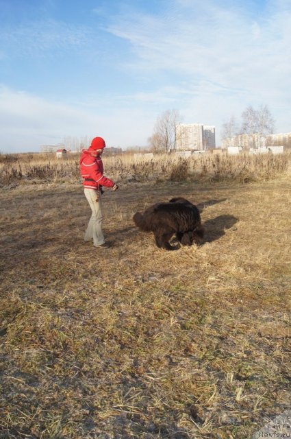 Фото: Татьяна Розанова, ньюфаундленд Чанси из Золотого Треугольника