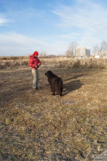 Фото: Татьяна Розанова, ньюфаундленд Чанси из Золотого Треугольника