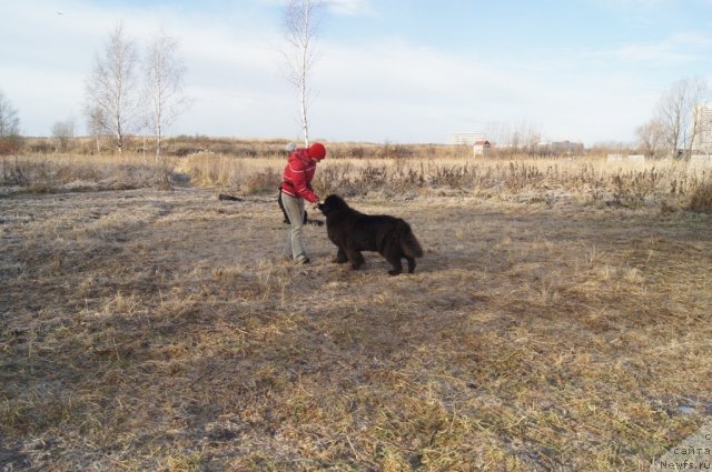 Фото: Татьяна Розанова, ньюфаундленд Чанси из Золотого Треугольника