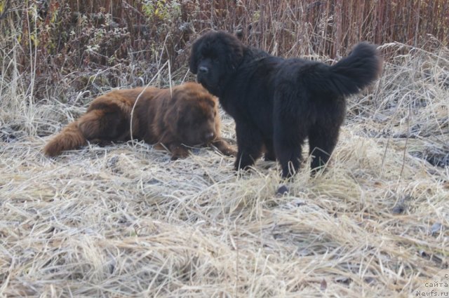 Фотография № 110817