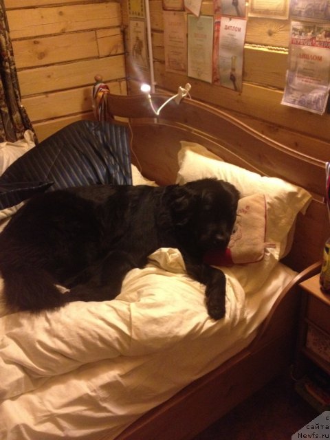 Фото: ньюфаундленд Бонни Флайт